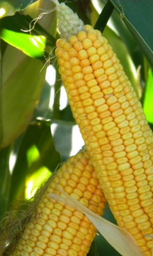 "ZEMKO TRADE" Ltd. - producer of corn seeds for sowing Photos