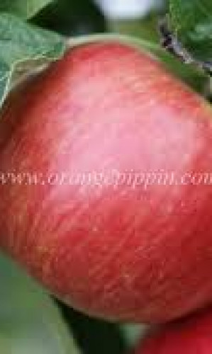 PRESPAFOOD Photos