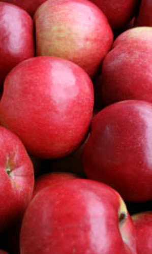 Appleland Photos