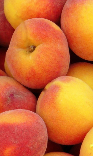 Appleland Photos