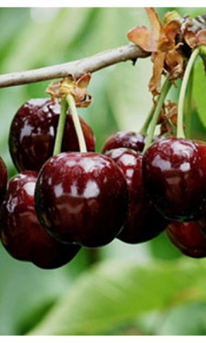 "JUGLANS REGIA BG" Ltd. Photos