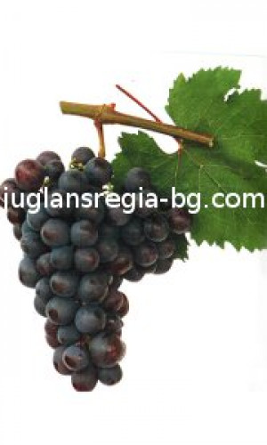 "JUGLANS REGIA BG" Ltd. Photos