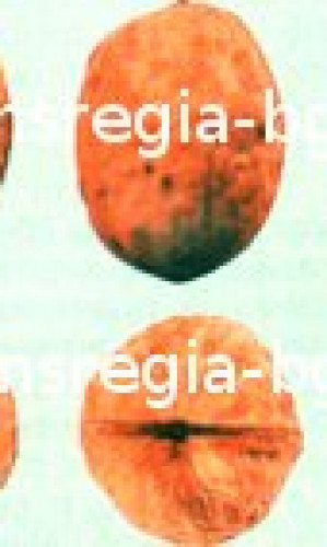 "JUGLANS REGIA BG" Ltd. Photos