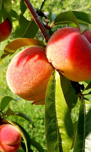 AGRO-ZIMAK FRUIT Photos