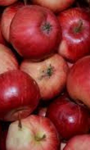 Balal Photos