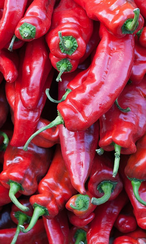 Ruz-Export Photos