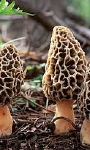 Smrcak Photos