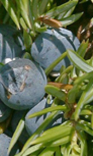 ELMIGO Photos