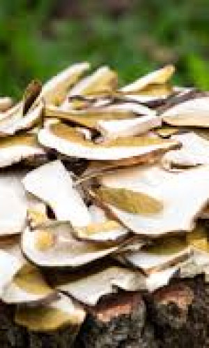 CHAPE FUNGI Photos