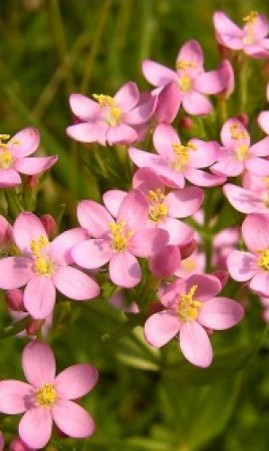 Aromatic-medicinal plants, tea, herbs and essences Photos