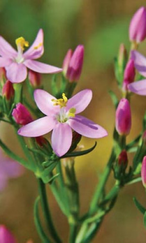 Medicinal and Aromatic Herbs Photos