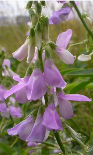 Medicinal and aromatic dried wild plants) and spices Photos