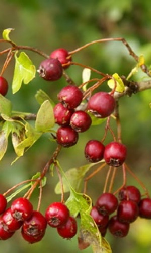 Medicinal and aromatic dried wild plants and spices Photos