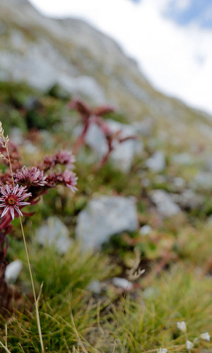 Medicinal and aromatic dried wild plants) and spices Photos