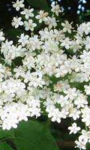 Medicinal and aromatic dried wild plants and spices Photos