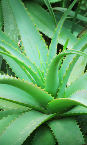 Albanian company producing, gathering and packaging medicinal plants Photos