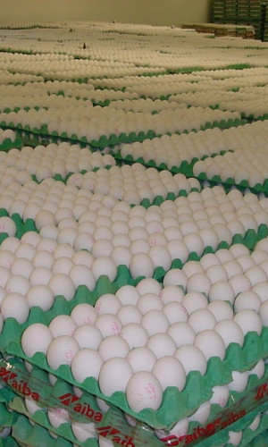 AIBA EGGS Photos