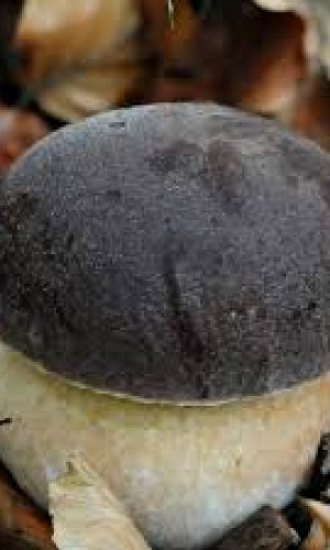 Boletus edulis Photos