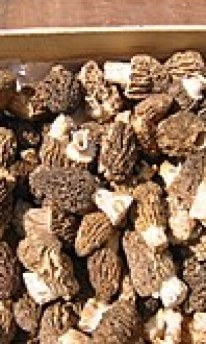 Morchella Photos