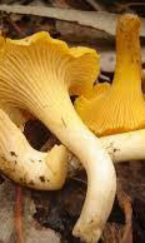 Cantharellus cibarius Photos