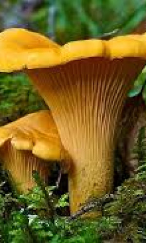 CANTHARELUS CIBARIUS Photos