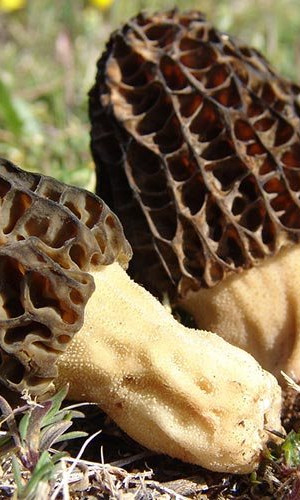 MORCHELLA CONICA Photos