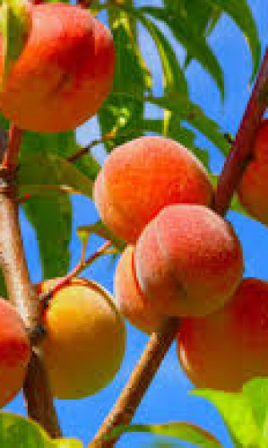 Fresh Peaches Photos