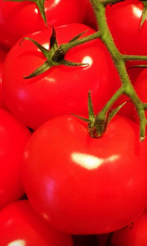 Tomatoes Photos
