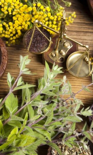 MEDICINAL PLANTS Photos