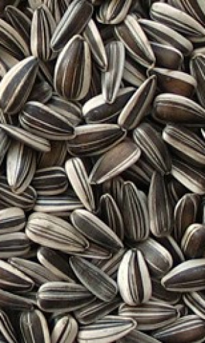 White sunflower seeds Photos