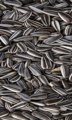 Sunflower kernel Photos