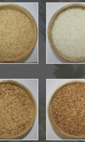 Rice Photos