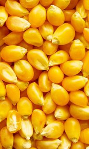 Corn seed for sowing Photos