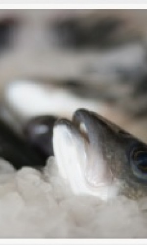 Fish Photos