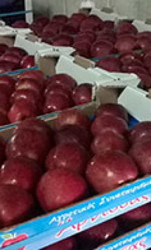 Fresh fruits Photos
