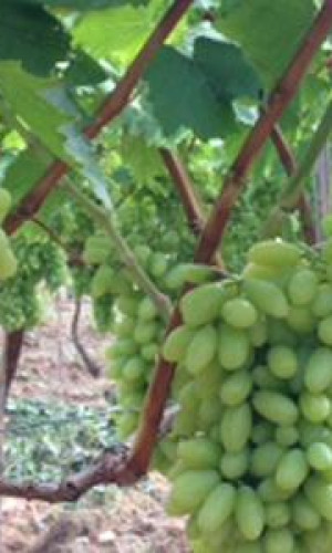 Fruits (grapes) Photos