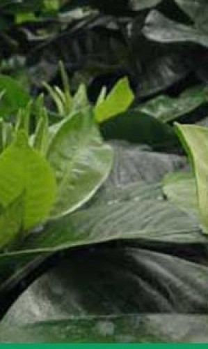Gardenia plants Photos