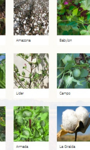 Agricultural seeds and non-perennial crops Photos