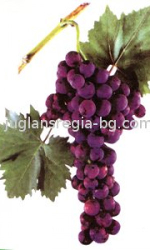 Vine seedlings Photos